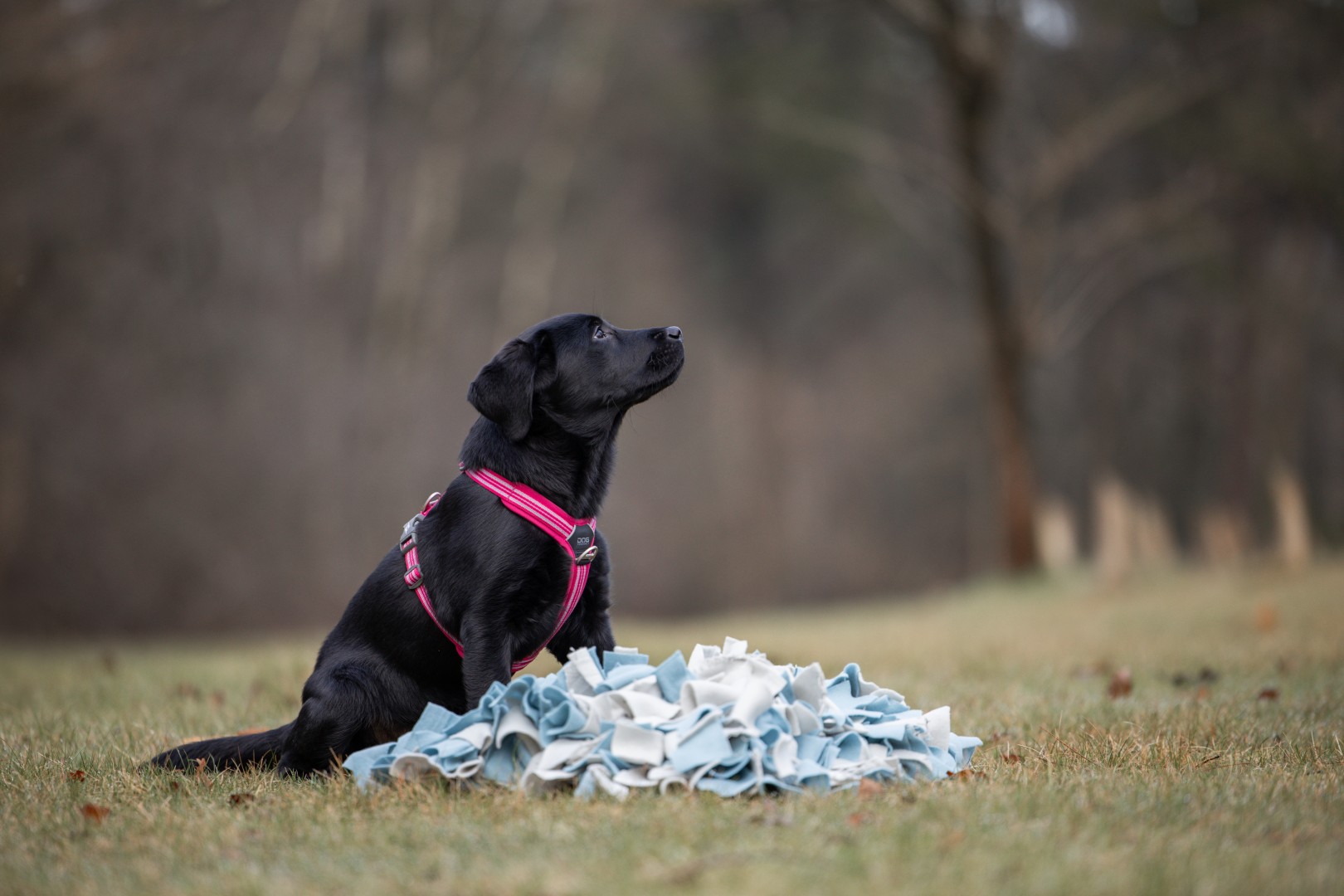kynologica puppy 3